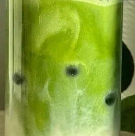 Delicious Vanilla Mint Matcha Latte in a cup, garnished with mint leaves.